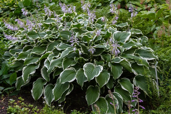 Hosta Plant Kertben Gyönyörű Virágzó Házigazdák Kertben Vendéglátó Üzem Árnyas — Stock Fotó