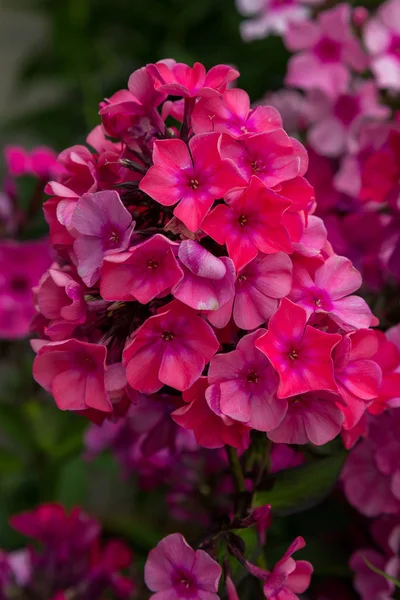 Bloemen Van Phlox Paniculata Verschillende Variëteiten Sluiten Bloem Achtergrond — Stockfoto