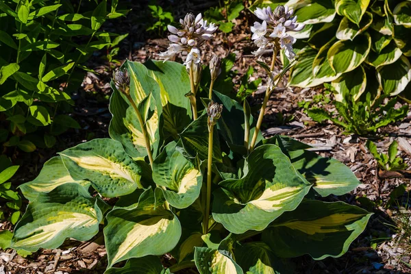 Zöld Bokor Hosta Hosta Levelek Hosta Dísznövény Tereprendezési Parkhoz Kerttervezéshez — Stock Fotó