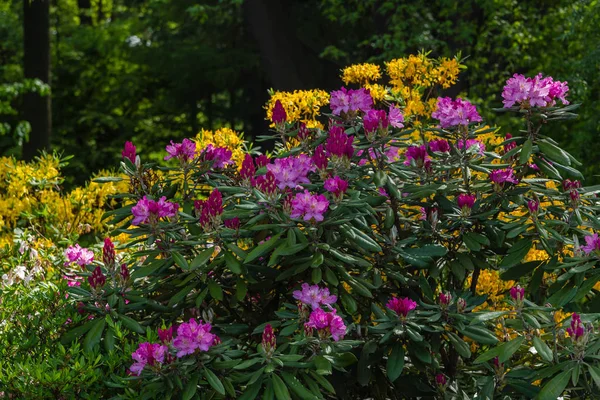 Virágzó Rododendronok Tavaszi Kertben — Stock Fotó
