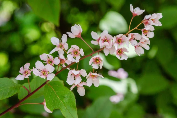 Padus Avium Colorata Voorjaarstuin Bloeiende Takken Van Padus Een Natuurlijke — Stockfoto