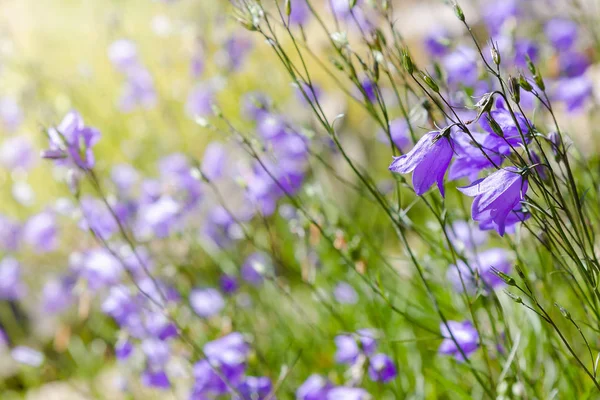 Campanula Patula Spreading Bellflower Plant Species Genus Campanula Delicate Bellflower — Stock Photo, Image