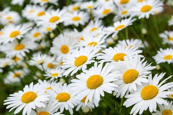Chamomile in garden. A beautiful scene of nature with blooming Chamomile. Chamomile Spring floral background. Summer camomile background