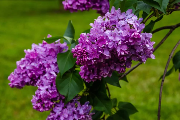 Kwitnący Liliowy Jama Ogrodzie Piękne Fioletowe Kwiaty Bzu Naturalnym Tle — Zdjęcie stockowe
