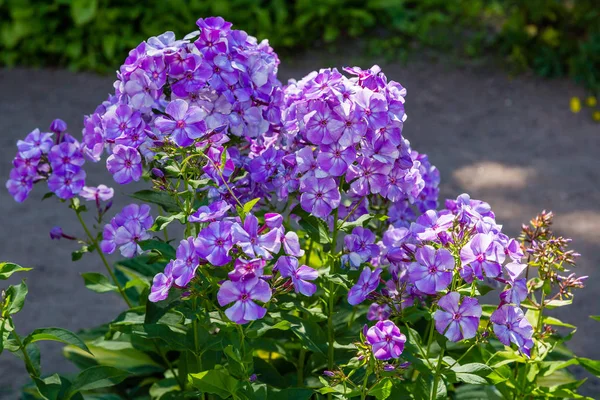 Kwiaty Phlox Paniculata Różnych Odmian Bliska Tło Kwiatowe — Zdjęcie stockowe