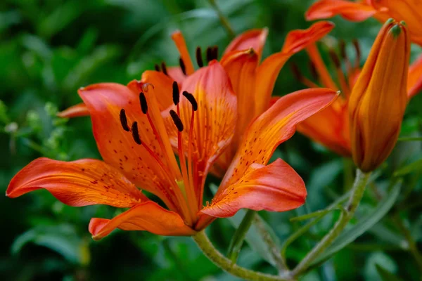 Japán Turk Sapka Liliom Lilium Hansonii Kertben Narancssárga Virágú Lilium — Stock Fotó