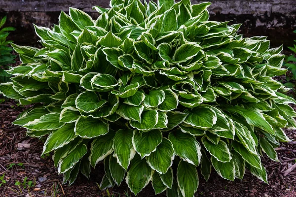 Arbusto Verde Hosta Hosta Hosta Una Planta Ornamental Para Diseño — Foto de Stock