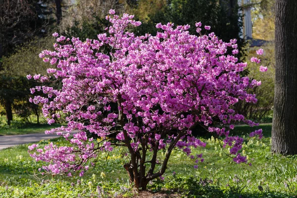 Kwitnące Rododendrony Wiosennym Ogrodzie — Zdjęcie stockowe