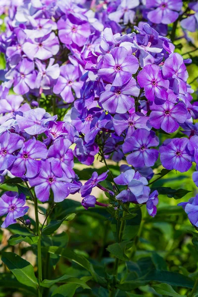 Les Fleurs Phlox Paniculata Différentes Variétés Rapprochent Fond Fleur — Photo