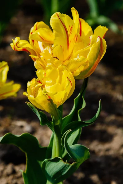 Tulipán Amarillo Brillante Con Rayas Rojas Sobre Fondo Natural — Foto de Stock