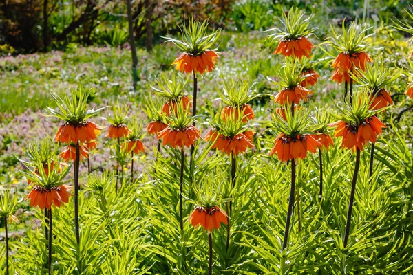 Fritillaria Acmopetata Boiss Весеннем Саду Культивация Редких Уникальных Луковичных Растений — стоковое фото