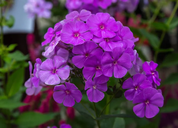 フロックスパニクラタ異なる品種の花がクローズアップ 花の背景 — ストック写真