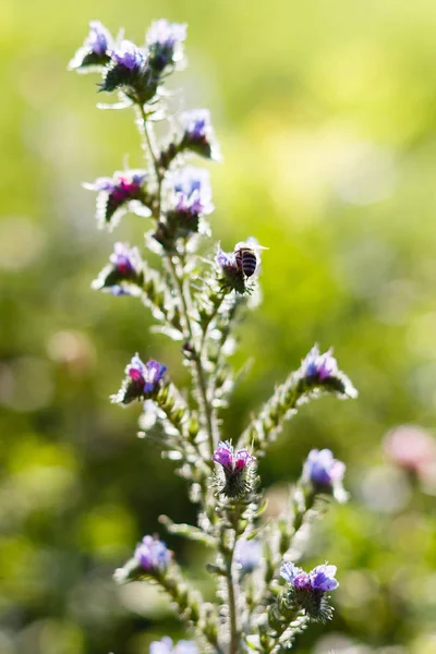 Pszczoła Zbierając Nektar Roślin Polowych Echium Vulgare Znany Jako Bugloss — Zdjęcie stockowe