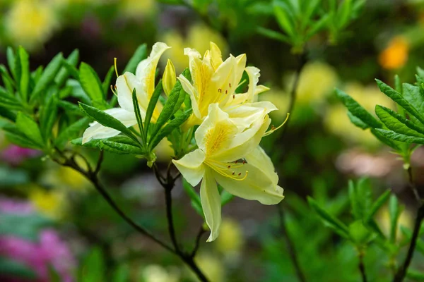 Flowering Rhododendrons Spring Garden — Stock Photo, Image