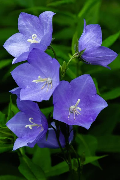 Bloemen Blauwe Bell Bellflower Ampanula Close Bloeiende Blauwe Platycodon Tuin — Stockfoto