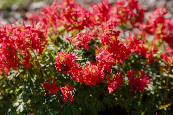 Hollowroot Corydalis Cava Corydalis Cava Red Spring Flowers Corydalis Close — Stock Photo, Image