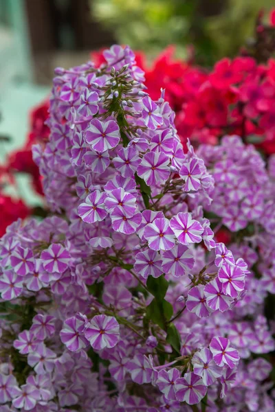 Kwiaty Phlox Paniculata Różnych Odmian Bliska Tło Kwiatowe — Zdjęcie stockowe