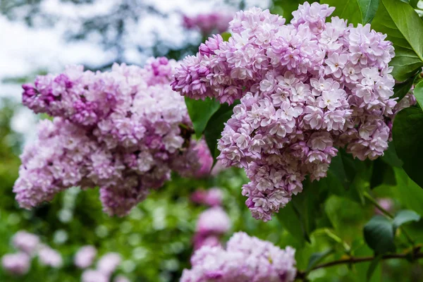 Blooming Lilac Syringa Garden Beautiful Purple Lilac Flowers Natural Background — Stock Photo, Image