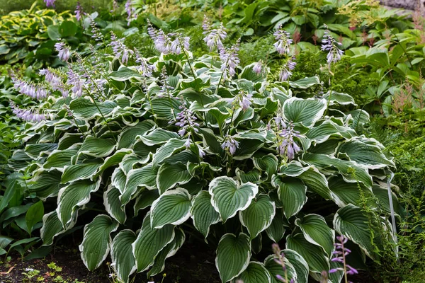 Hosta Plant Kertben Gyönyörű Virágzó Házigazdák Kertben Vendéglátó Üzem Árnyas — Stock Fotó