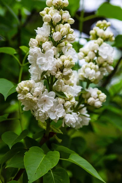 Ανθισμένη Πασχαλιά Syringa Στον Κήπο Όμορφη Μωβ Πασχαλιά Λουλούδια Φυσικό — Φωτογραφία Αρχείου