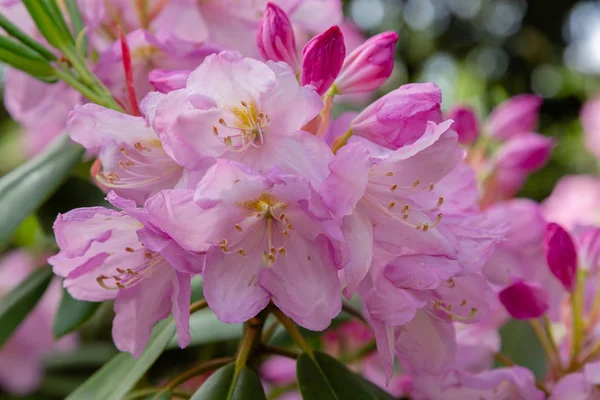 Kwitnące Rododendrony Wiosennym Ogrodzie — Zdjęcie stockowe