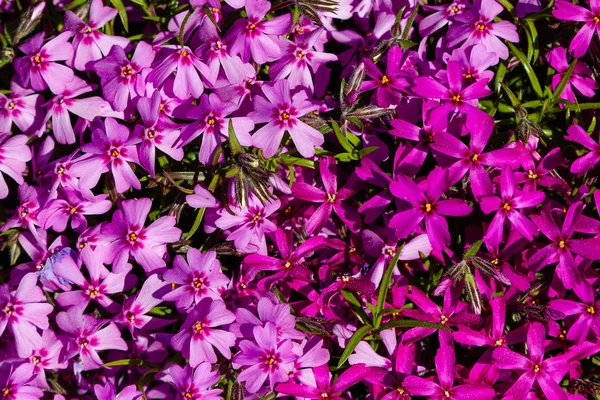 Fiori Phlox Paniculata Diverse Varietà Vicino Sfondo Fiore — Foto Stock