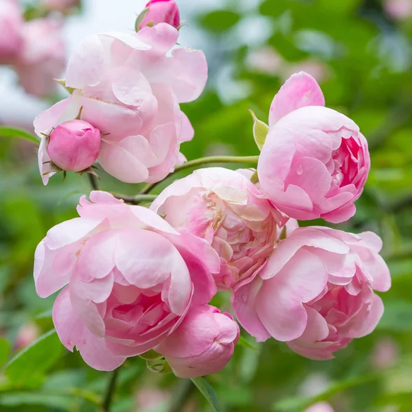 美丽的调色玫瑰特写 自然背景 — 图库照片