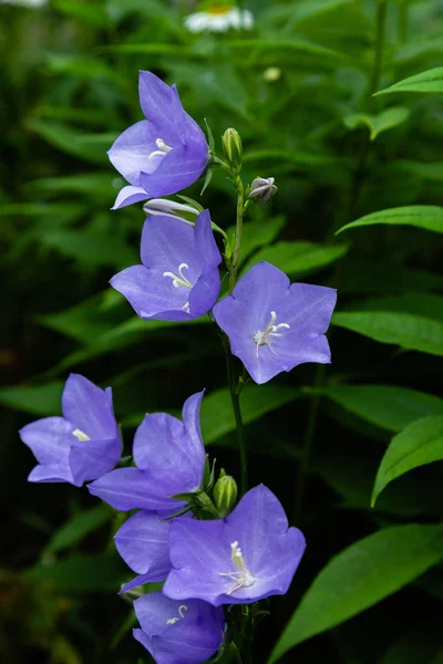Flowers blue bell, bellflower, ampanula, close-up. Flowering blue platycodon in the garden