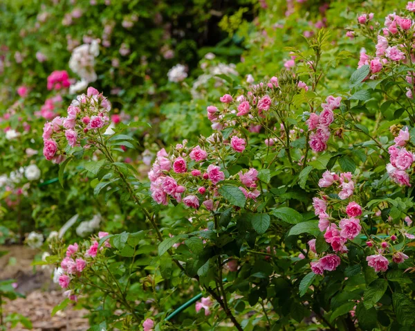 Hermosas Rosas Tonificadas Cerca Fondo Naturaleza —  Fotos de Stock
