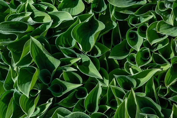 Bush Verde Hosta Hosta Pleacă Hosta Plantă Ornamentală Pentru Amenajarea — Fotografie, imagine de stoc