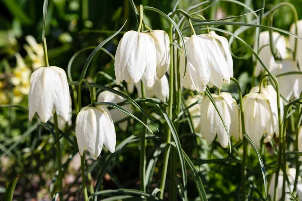 Fritillaria Acmopetata Boiss Spring Garden Cultivation Rare Unique Bulbous Plants — Stock Photo, Image