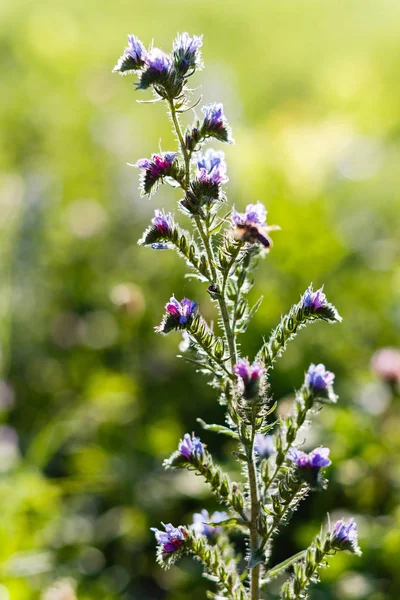 Bee Collecting Nectar Field Plant Echium Vulgare Known Viper Bugloss — Stock Photo, Image