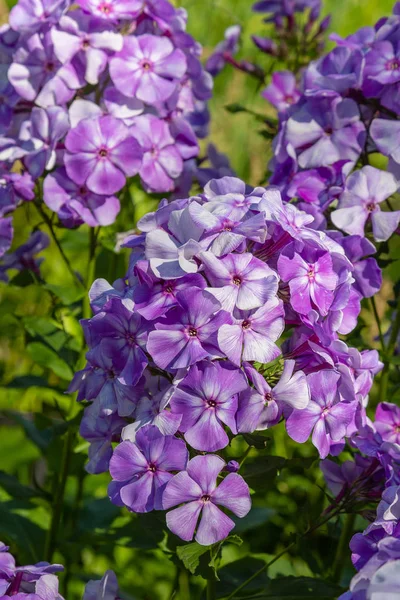 Kwiaty Phlox Paniculata Różnych Odmian Bliska Tło Kwiatowe — Zdjęcie stockowe