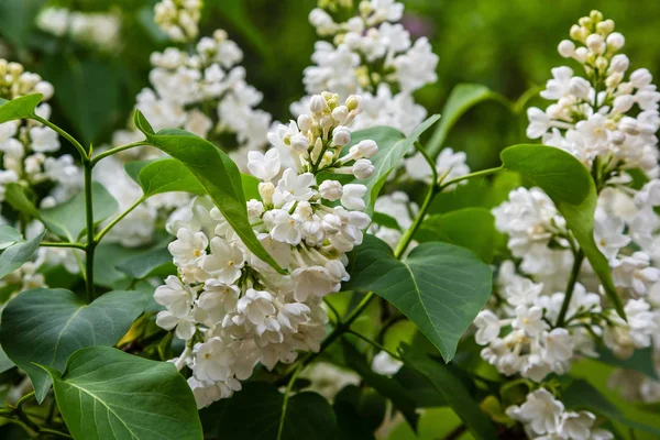 Bahçede Çiçek Açan Leylak Syringa Doğal Arka Planda Güzel Mor — Stok fotoğraf