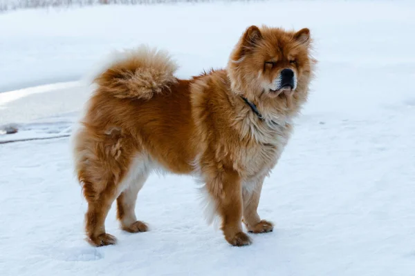 Bellissimo Cane Chow Chow Inverno Sullo Sfondo Della Natura — Foto Stock