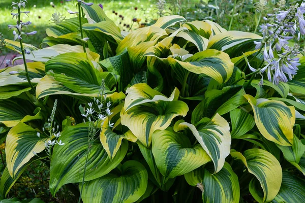 Yeşil çalı Hosta. Hosta gidiyor. Hosta - peyzaj park ve bahçe tasarımı için bir süs bitkisi 