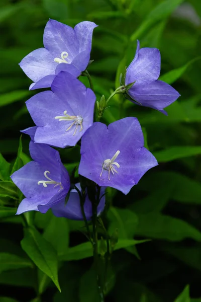 Flowers blue bell, bellflower, ampanula, close-up. Flowering blue platycodon in the garden