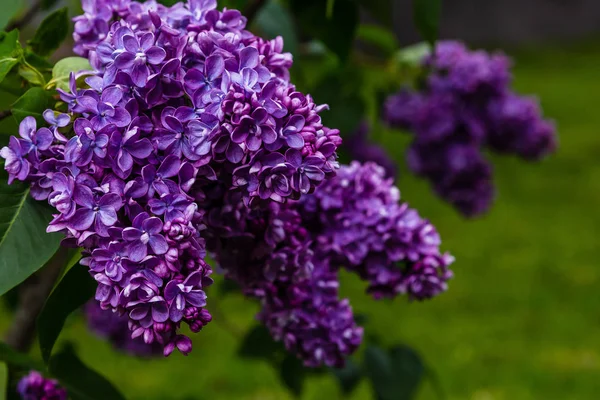 Lilas Fleurs Syringa Dans Jardin Belles Fleurs Lilas Violet Sur — Photo