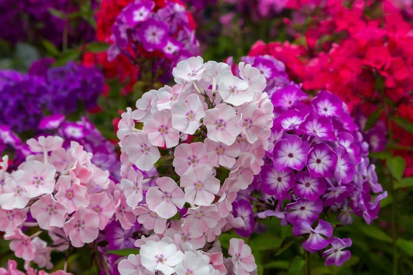 Phlox paniculata çiçekleri yakın. Çiçek arka plan