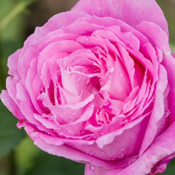 Beautiful pink rose in the garden. Blooming rose flowers in natural background. Floral background