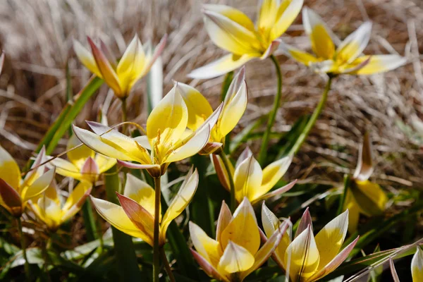 Tulipán Tarda Tavaszi Kertjében Sárga Tulipán Virágok Virágos Háttér — Stock Fotó