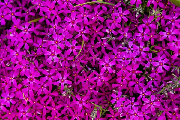 Fiori Phlox Paniculata Diverse Varietà Vicino Sfondo Fiore — Foto Stock