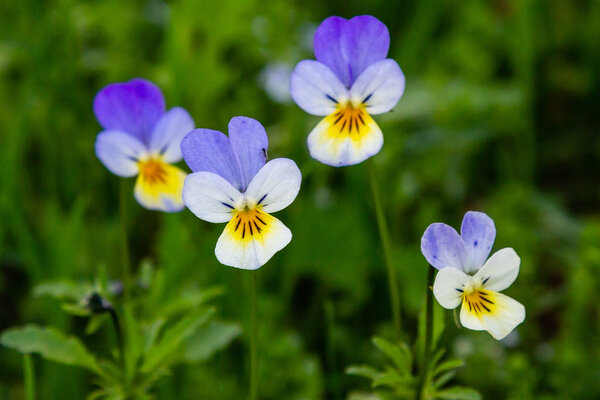 Viola tricolor in spring garden