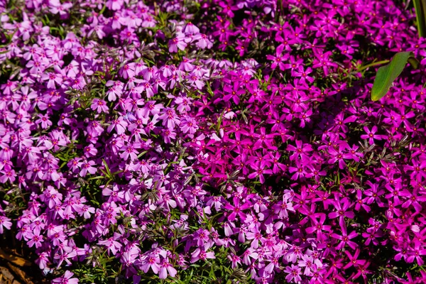 Die Blüten Von Phlox Paniculata Verschiedener Sorten Schließen Sich Blume — Stockfoto