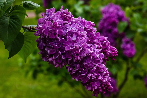 庭にライラック シリンガ を咲かせます 自然の背景に美しい紫色のライラックの花 — ストック写真