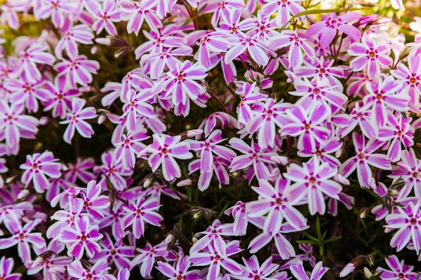 Цветки Phlox Paniculata Различных Сортов Крупным Планом Цветочный Фон — стоковое фото