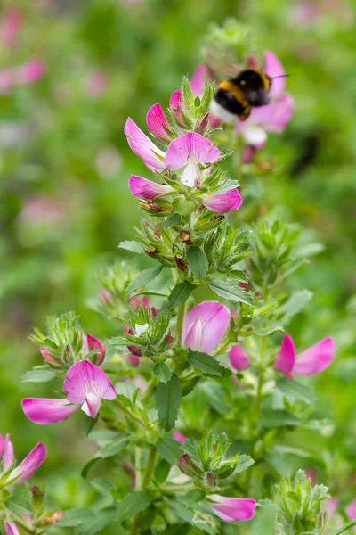 Field Restharrow Ononis Arvensis Garden Bee Flower Ononis Arvensis Cultivation — Stock Photo, Image