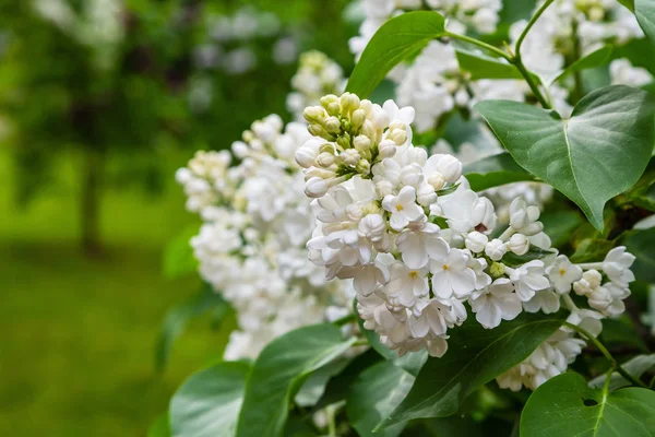Kvetoucí Šeřík Syringa Zahradě Krásný Fialový Květ Přírodním Pozadí — Stock fotografie