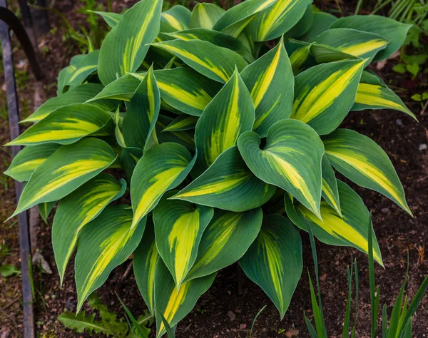 Cespuglio Verde Hosta Hosta Hosta Una Pianta Ornamentale Progettazione Giardini — Foto Stock