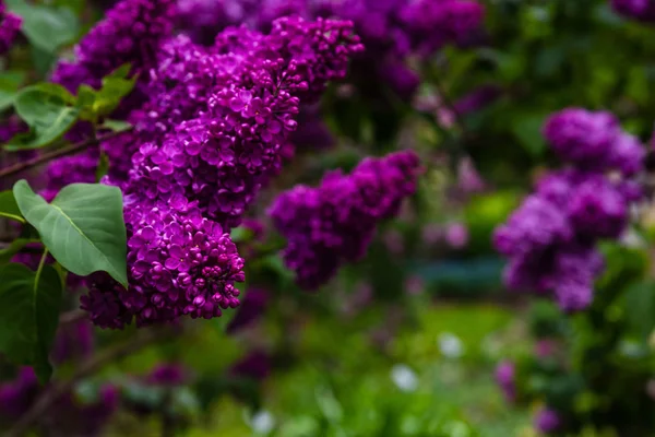 Квітучий Бузок Бузок Саду Красиві Фіолетові Бузкові Квіти Природному Фоні — стокове фото